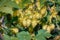 Ripe hops, close-up shot. Agricultural plant, the main component in the production of beer