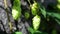 Ripe hops plant close up