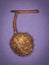 Ripe Horse Chestnut seed pod photographed with a ring flash