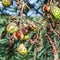 Ripe Horse chestnuts or conkers on the tree