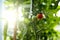 Ripe and immature ecological natural tomato