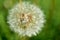Ripe inflorescence of a dandelion flower on a green background