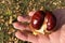Ripe inshell chestnut fruit in hands on background of autumn carpet of maple leaves in sunlight
