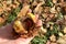Ripe inshell chestnut fruit in hands on background of autumn carpet of maple leaves in sunlight