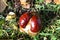 Ripe inshell chestnut fruit lies on autumn carpet of maple leaves and grass in park in sunlight