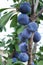 Ripe italian blue plums hanging from branches in the fall