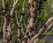 Ripe jabuticaba fruit