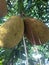 Ripe jackfruit on a tree photographed on a sunny afternoon