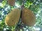 Ripe jackfruit on a tree photographed on a sunny afternoon