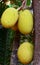Ripe Jackfruits hanging on Tree