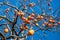 Ripe Japanese persimmon on a tree in winter