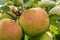 ripe jonagold apples on the tree branch closeup