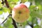 Ripe juicy apple damaged by a worm on a branch. Organic season fruit