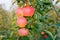 Ripe juicy apples of the Gala Mast variety on the branches of an apple tree, grown in an orchard, on the eve of harvest