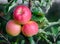 Ripe juicy apples of the Gala Mast variety on the branches of an apple tree, grown in an orchard, on the eve of harvest