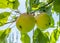 Ripe, juicy apples hanging on the branch of the Apple tree, the sun Peeps through the leaves