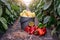 Ripe juicy bell peppers in commercial greenhouse.