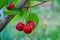 Ripe juicy berries of cherries on branches of tree_