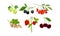 Ripe and Juicy Berries with Strawberry and Cranberry Hanging on Twig Vector Set