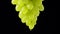 Ripe juicy bunch of green grapes hanging on black studio background. Transparent drops of water flow down from berries