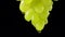 Ripe juicy bunch of green grapes with rain drops on a black studio background. Drops of water flow down from berries of