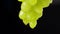 Ripe juicy bunch of green grapes with rain drops on a black studio background. Drops of water flow down from berries of