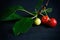 Ripe and juicy cherry on a dark background