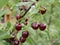 Ripe juicy cherry maroon on a branch with green leaves in the garden on a Sunny summer day. Harvest berries.