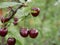 Ripe juicy cherry maroon on a branch with green leaves in the garden on a Sunny summer day. Harvest berries.