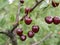 Ripe juicy cherry maroon on a branch with green leaves in the garden on a Sunny summer day. Harvest berries.