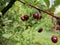 Ripe juicy cherry maroon on a branch with green leaves in the garden on a Sunny summer day after the rain.  Harvest berries. Raind