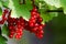 Ripe and juicy currant berries in summer for fresh juice