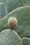Ripe juicy edible fruits opuntia pears ready to harvest