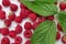 Ripe juicy fresh raspberries with green leaf on white background flat lay top view. Raspberry pattern. Organic raspberries,