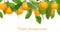 Ripe juicy fresh tangerines with green leaves hanging on a branch isolated on white background, collage, copy of space