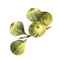 Ripe, juicy green figs whole fruit, hanging on a branch from tree Hand drawn watercolor illustration