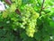 Ripe juicy green grapes on the vine in summer time