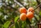 Ripe juicy orange apricot fruits on a tree branch