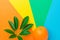 Ripe juicy orange tropical plant leaf on rainbow multicolored pinwheel striped sunburst background. Healthy balanced diet