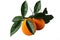 Ripe juicy oranges with a natural sprig with leaves and thorns. Thick-skinned oranges with a textured skin