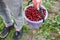 ripe juicy organic cherry berries close-up, harvesting of an agricultural plant of cherry or sweet cherry, manual berry picking