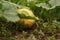 Ripe juicy organic melon close-up.