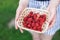 ripe juicy organic raspberry berries close-up, harvesting of agricultural raspberry plant, manual berry picking