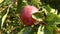 Ripe juicy red apple on a branch