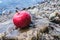 A ripe and juicy red apple lies on a stone on the river bank