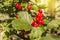 Ripe juicy red currant berries are illuminated by the rays of the summer sun, hanging on a branch among the green foliage, a copy