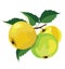 Ripe juicy sweet green and yellow apples on a branch with leaves, organic apple branches, healthy vegetarian vitamin