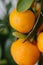Ripe juicy sweet orange mandarins