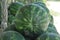 Ripe, juicy watermelons at a roadside stall.