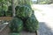 Ripe, juicy watermelons at a roadside stall.